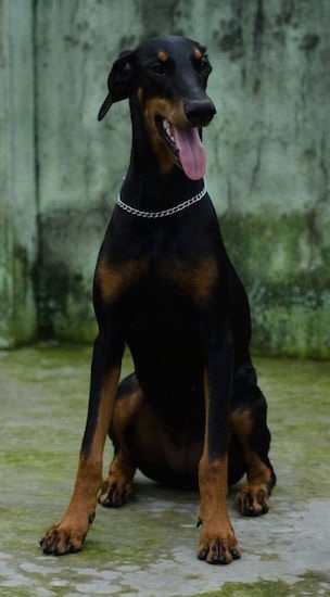 doberman black puppy