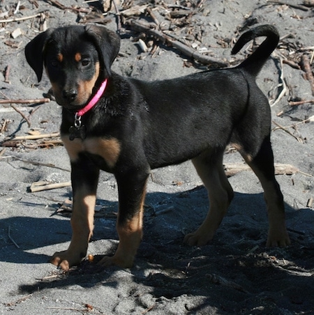 Zephyr de Doberman Shepherd als pup die een hot pink halsband draagt staand in zwart zand met een bosje stokken om hem heen.