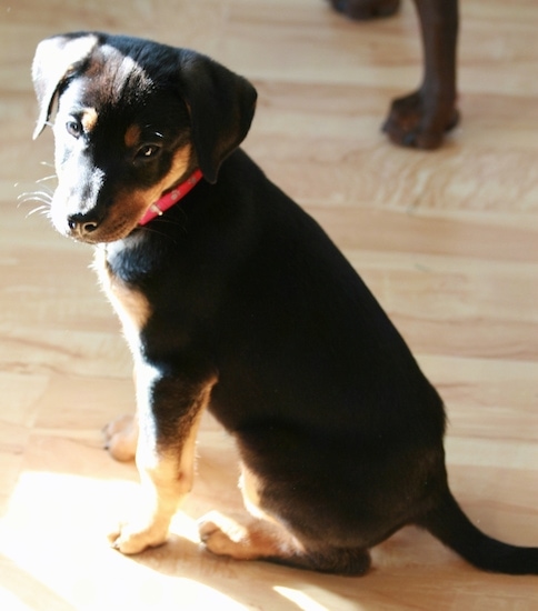 Zephyr de Doberman Shepherd als pup zit op een hardhouten vloer en kijkt naar de camera houder