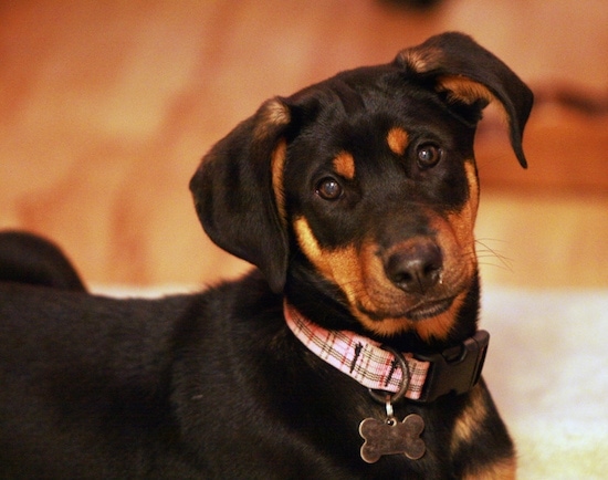 Close Up - Zephyr der Dobermann-Schäferhund als Welpe, der ein kariertes Halsband mit einem knochenförmigen ID-Tag trägt, auf einem Teppich liegend und in den Kamerahalter blickend