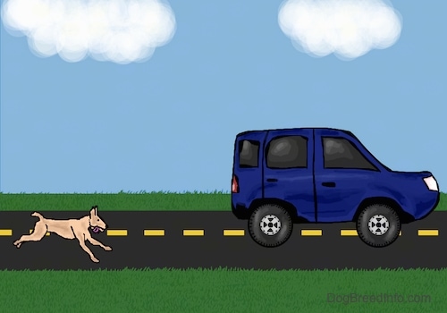 Stopping Dogs from Chasing Cars