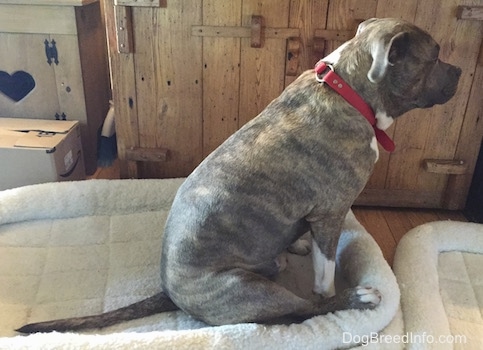 Spencer the Pit Bull Terrier is sitting on a dog bed right after he finished dragging his butt across the bed