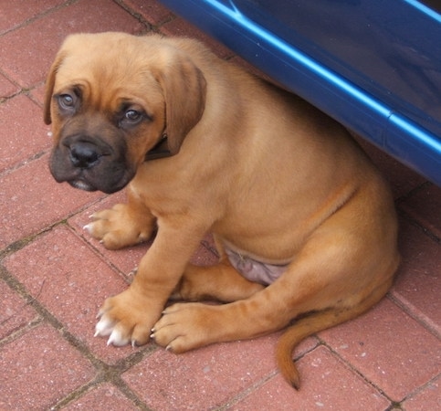 A brown Dogue de Bordeaux puppy is sitting on a brick driveway next to a blue vehicle