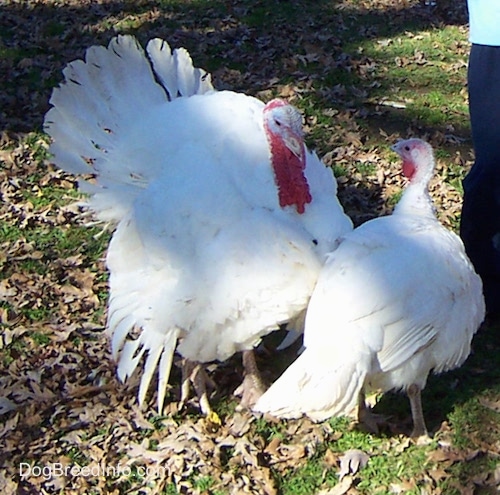 A tom turkey is standing in grass next to a hen. They are both white with red heads.
