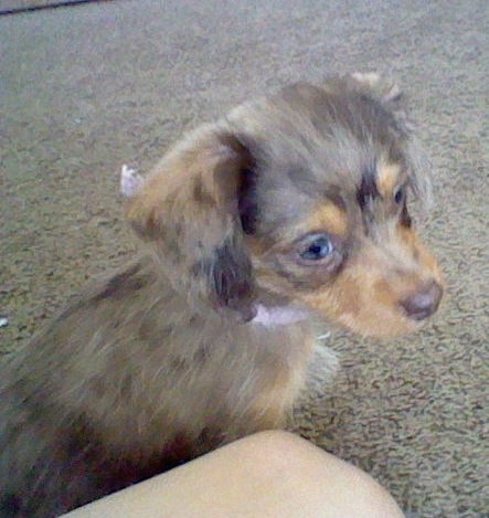 Hiena the brown, tan and black Doxiepoo Puppy is sitting next to a person who is sitting in a room