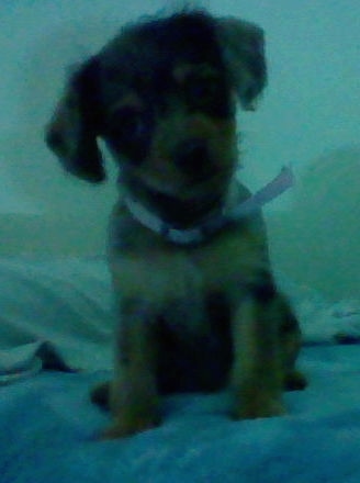 Hiena the brown, gray and black Doxiepoo puppy is sitting on a human's bed and is under the covers