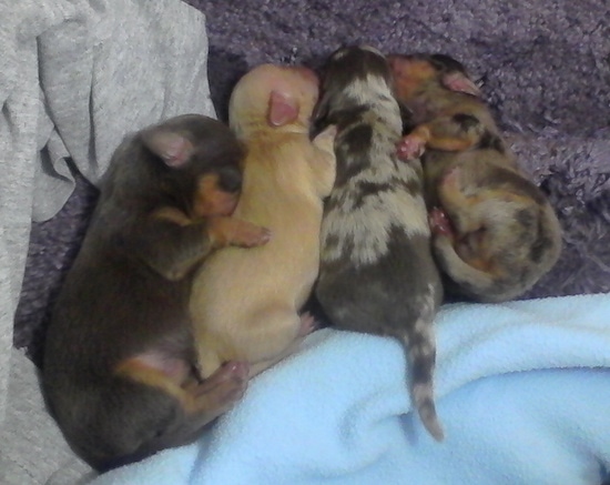 A litter of 4 Doxiepoo puppies are sleeping next to each other on a rug