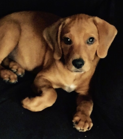 Close Up - Remy the tan Doxle puppy is laying on a black couch and looking up