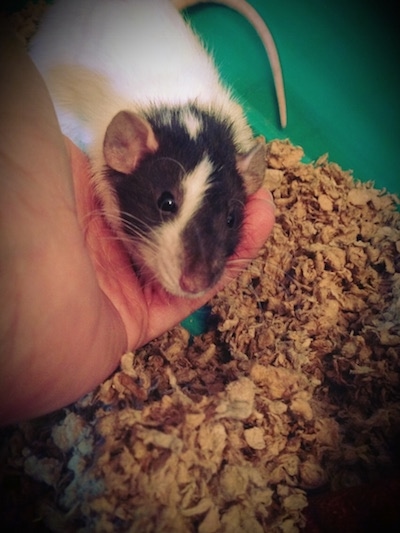 Close up - A hand is reaching in a cage to pick up a black and white Dumbo Rat.