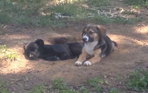Jack the black Elk-a-Bee puppy is sleeping in a hole that was dug by Jack and Ellie. Ellie the black, tan and white Elk-a-Bee is laying next to the hole