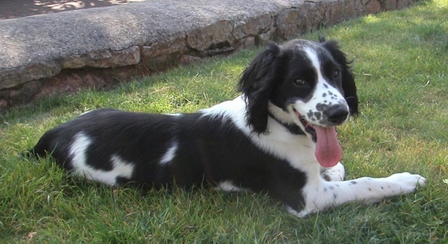 medium black and white dog breeds