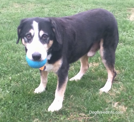 Gus the graying black, tan and white Entlebucher Mountain Dog is standing outside and munching on a blue ball which is in his mouth.