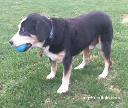 Gus the graying black, tan and white Entlebucher Mountain Dog is standing outside in a field. He is holding a ball in his mouth