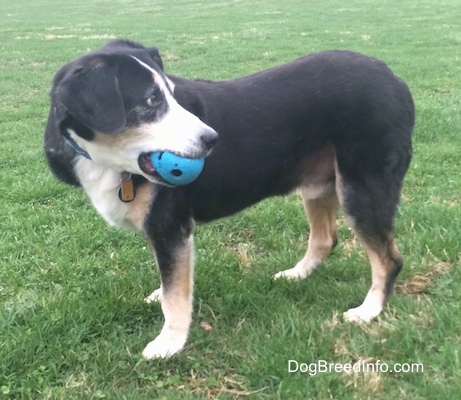 Gus the graying black, tan and white Entlebucher Mountain Dog is standing outside with a blue ball in its mouth and looking behind him
