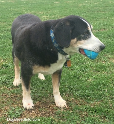 Gus the graying black, tan and white Entlebucher Mountain Dog is standing outside in a field with a blue ball in his mouth