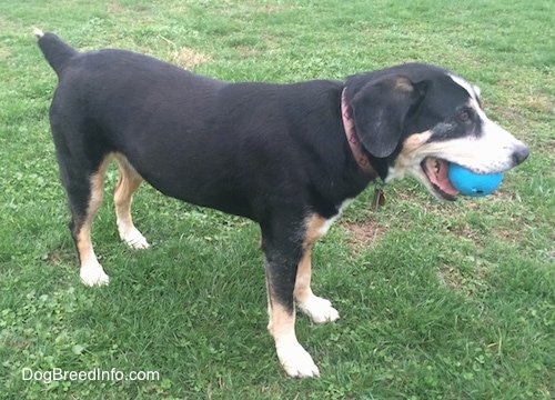 Phoebe the graying black, tan and white Entlebucher Mountain Dog is standing outside with a blue ball in her mouth.