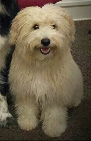 american eskimo poodle