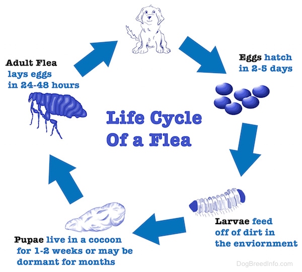 An Image with drawn animals and fleas. The top there is a drawn dog then an arrow pointing to flea eggs. Then another Arrow is pointing to a drawing of a flea larvae. Then an arrow pointing over to a Flea pupae. Then an Arrow is pointing to a flea. Then a last arrow pointing to the first dog