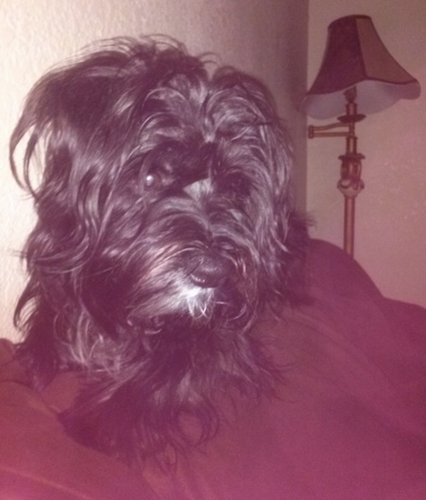 A black colored Fourche Terrier dog is laying on the back of a couch with a lamp behind it