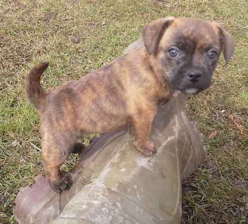 bull jack puppies for sale