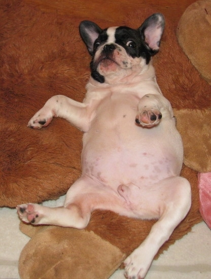 Moe the French Bulldog Puppy is laying belly up on a big plush teddy bear