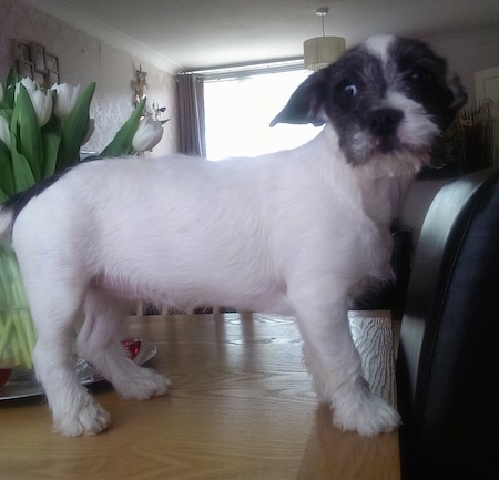 Daisy the Black and White Frenchie Bichon is standing on a kitchen table. There are white tulup flowers behind her. 