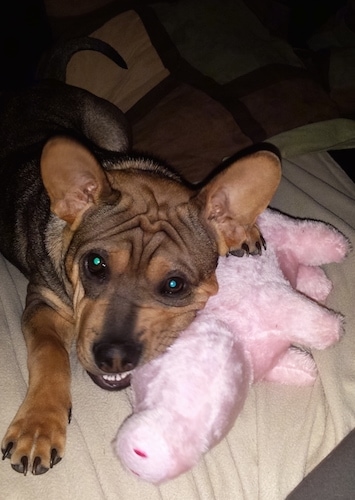 Close Up - China the wrinkly tan with black Frenchie-Pei puppy is laying on a couch on top of a pink plush stuffed pig toy.