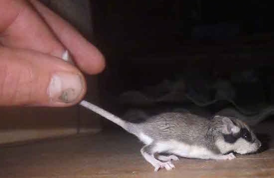 Right Profile - Garden Dormouse on a hardwood floor being held by its tail