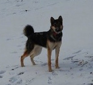 A black with tan Gerberian Shepsky is standing outside in a field of snow.