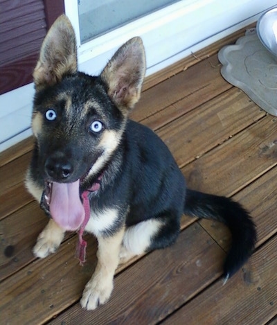 A blue-eyed black with tan Gerberian Shepsky puppy is sitting on a porch in front of a door. Its mouth is open and tongue is out