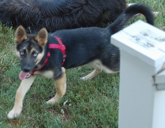 A blue-eyed black with tan Gerberian Shepsky puppy is wearing a red harness walking through a yard. Its mouth is open and tongue is hanging out. There is a bigger dog behind it