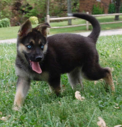 shepsky puppy