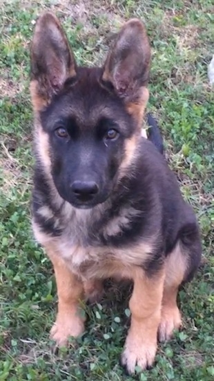 German Shepherd Dog Breed Information And Pictures