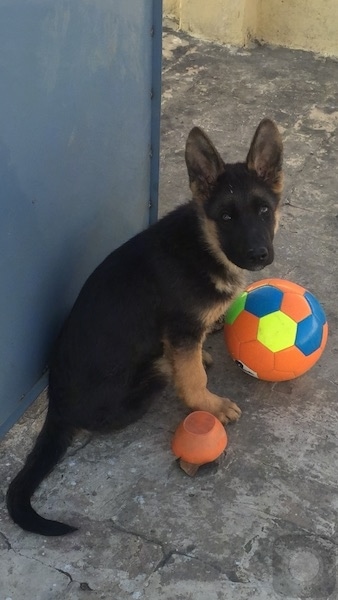 how big are german shepherds at 3 months