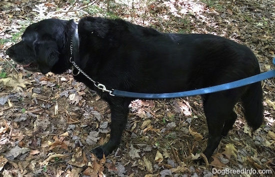Left Profile - A black German Sheprador is standing outside in woods while on a blue leash.