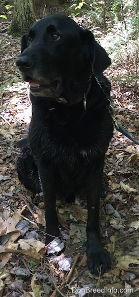 A black German Sheprador is sitting outside in woods looking to the left.