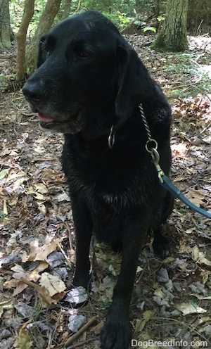 A black German Sheprador is sitting outside in the woods wearing a choke chain collar and blue leash.