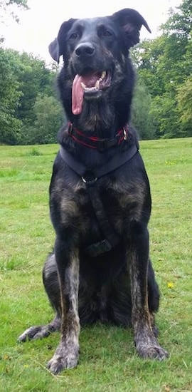 A black with tan German Sheprador is sitting in a field. Its mouth is open and its long tongue is out and hanging to the left