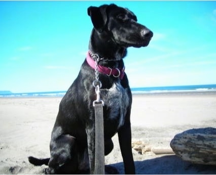 wire haired terrier lab mix