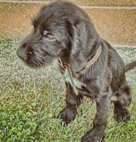 wire haired terrier lab mix