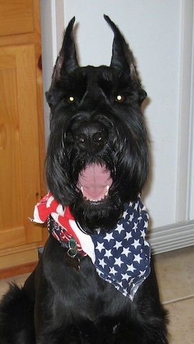 A black Giant Schnauzer is sitting in front of a white refrigerator next to a wood cabinet on a tan tiled floor. There is an American flag bandana around its neck
