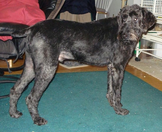 Moose the Giant Schnoodle is standing on a green carpet and there is a person wearing red sitting in a computer chair next to it