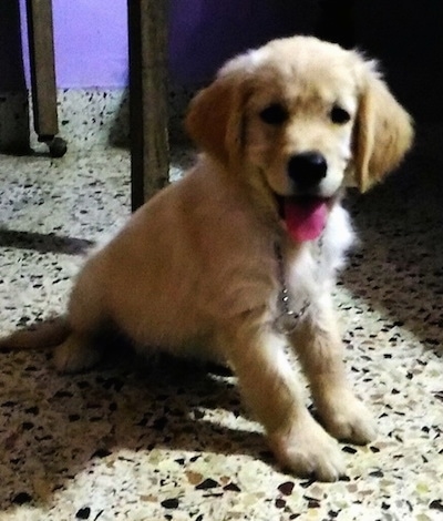 A Golden Retriever puppy is sitting on a speckled floor in front of a table with its tongue hanging out looking happy.