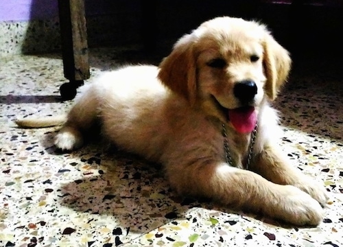 A Golden Retriever puppy is wearing a choke chain collar laying on a white speckled marble floor with its tongue hanging out looking happy.