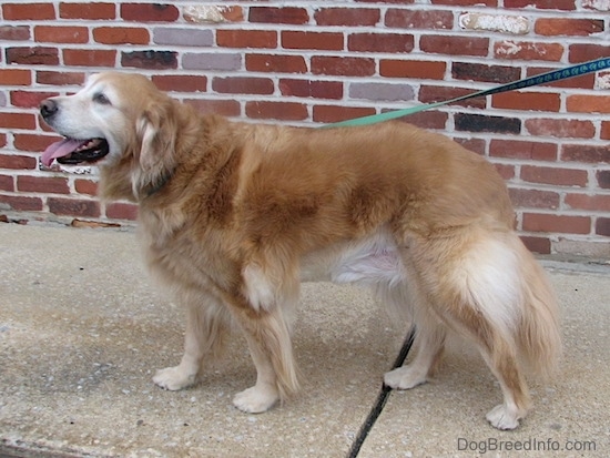 A graying Golden Retriever is standing on a sidewalk in front of a brick wall