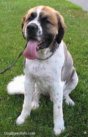 golden retriever and saint bernard