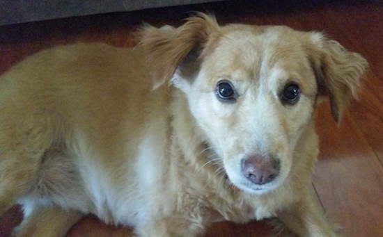 Close Up - A Goldenshire is laying on a hardwood floor and looking forward