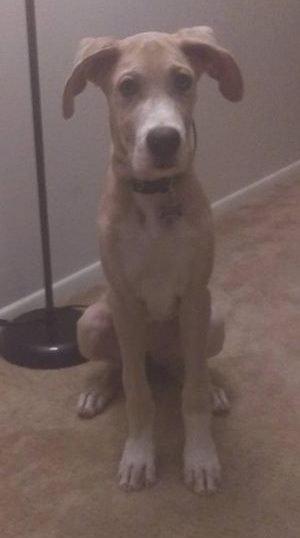 A tan with white Great Dane puppy is sitting on a tan carpet next to a lamp