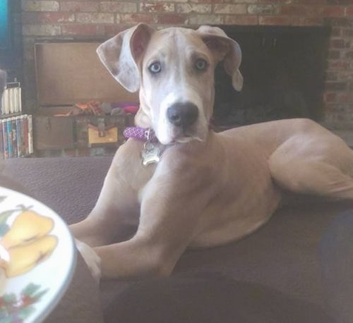 A tan with white Great Dane puppy is laying on a couch with a brick fireplace behind it and a white plate with a pear fruit print in front of it.