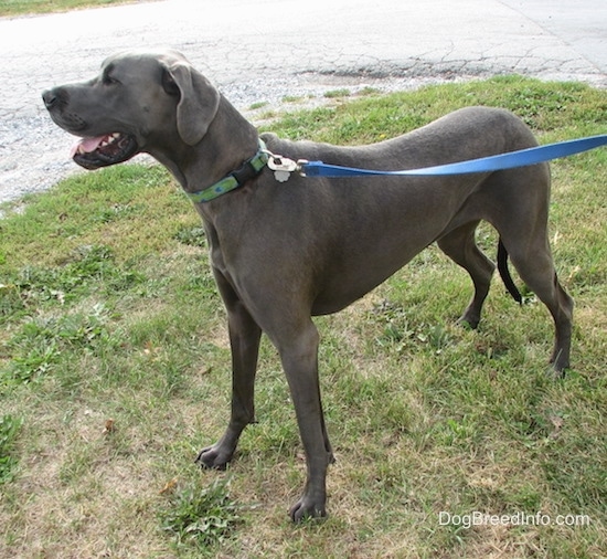 A blue Great Dane is wearing a green collar and a blue leash standing in grass next to a blacktop.